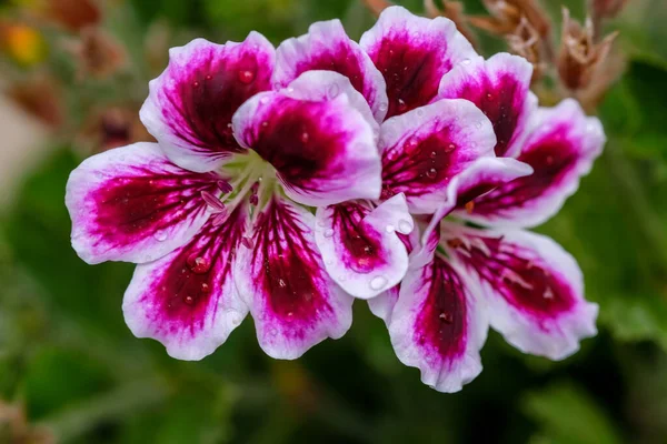 Natural flowers garden in spring