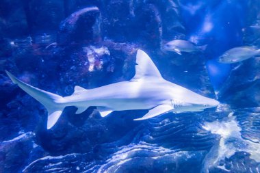 Shark swimming in the calm waters