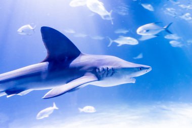 Shark swimming in the calm waters