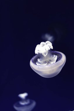 Jellyfish swimming through the crystals