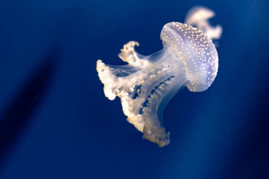Jellyfish swimming through the crystals