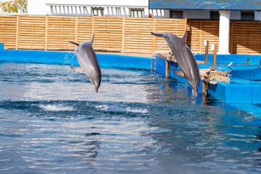 Yunuslar gösteriye atlıyor.