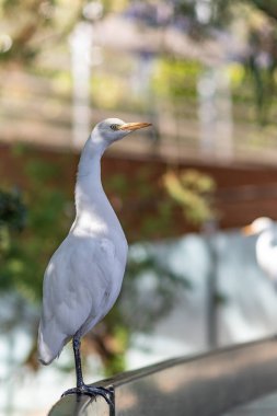 Parkta güneşlenen kuş.