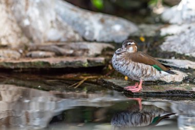 Ördek güneşlenirken parkta