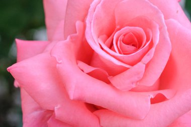 First spring roses in the garden