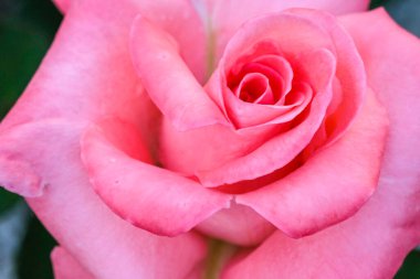 First spring roses in the garden