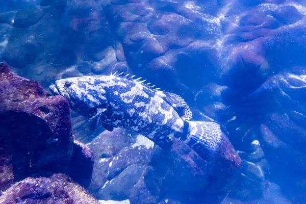 Fish eating in the aquarium