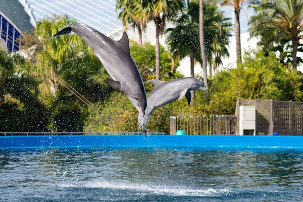 Dolphins jumping in the show