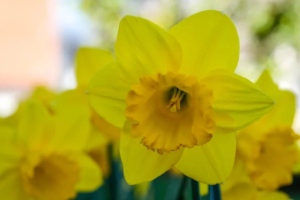 First spring daffodils in the garden