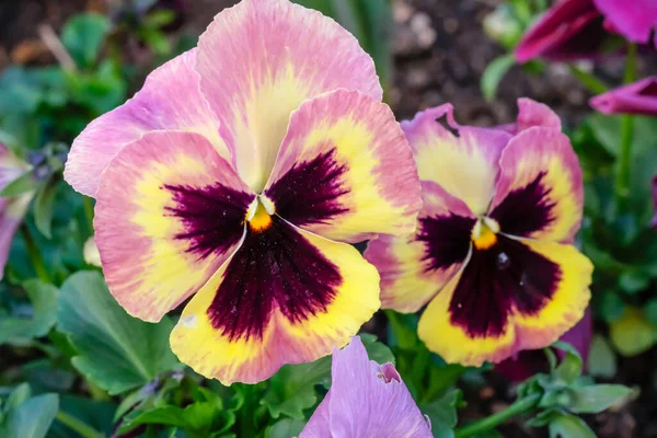 First flowers pansies of spring in the garden