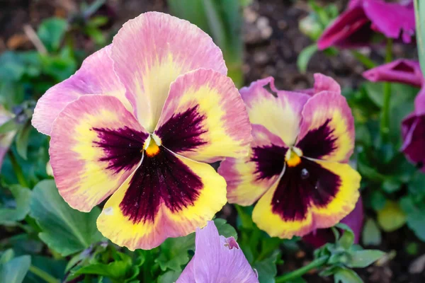First flowers pansies of spring in the garden