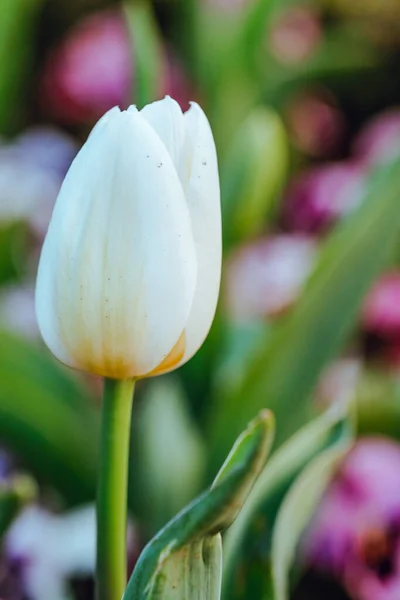 First spring tulips in the garden