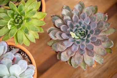 Sergide farklı dekorasyon kaktüsleri var.