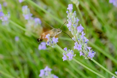 Sfenks sinekkuşu leylak çiçeğini yiyor.