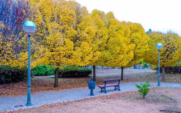 Caminhe Parque Com Árvores Outono — Fotografia de Stock