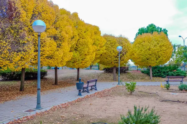 Walk Park Trees Autumn — Stock Photo, Image