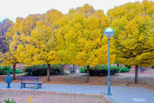 Sonbaharda ağaçlar ile parkta yürümek