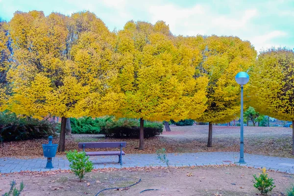 Прогулка Парке Деревьями Осенью — стоковое фото