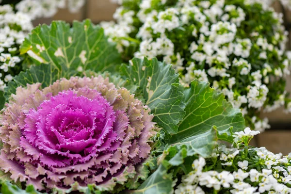 Ornamental cabbage of two colors in the exhibition