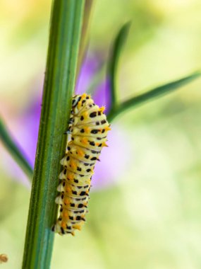 Tırtıl kelebek machaon yiyor.