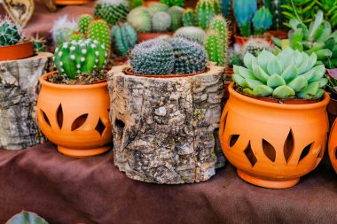 Sergideki dekorasyon kaktüsü.