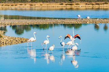 Flamingos eating in the lagoon