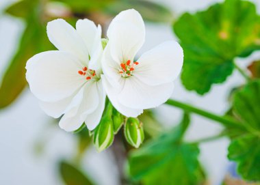 Freshly Flowered Geranium Flower