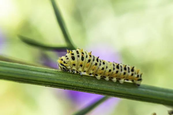Гусеница Мачаонской Бабочки — стоковое фото