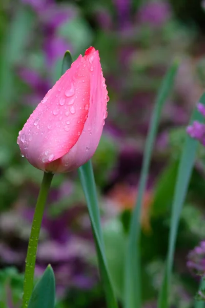 Tulips Spring Rain Stock Photo