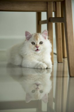 Yuvarlanan ve uyuyan bir bebek kedi.