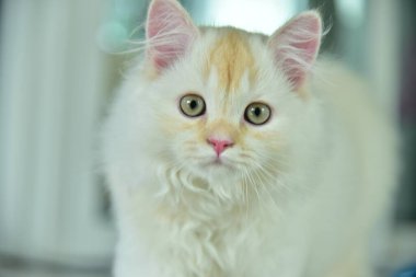 Yuvarlanan ve uyuyan bir bebek kedi.