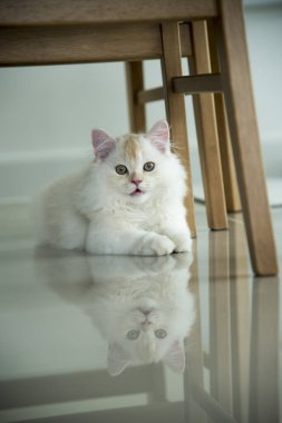 Yuvarlanan ve uyuyan bir bebek kedi.