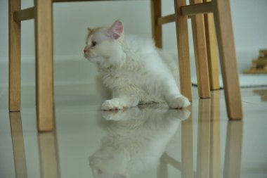 Yuvarlanan ve uyuyan bir bebek kedi.