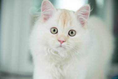 Yuvarlanan ve uyuyan bir bebek kedi.