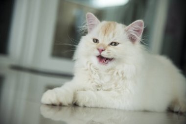 Yuvarlanan ve uyuyan bir bebek kedi.