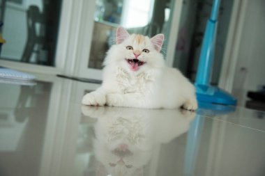 Yuvarlanan ve uyuyan bir bebek kedi.