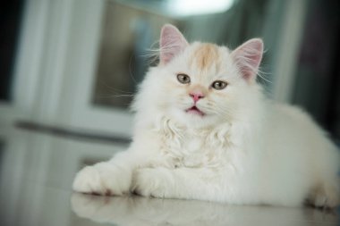 Yuvarlanan ve uyuyan bir bebek kedi.