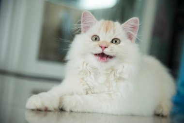 Yuvarlanan ve uyuyan bir bebek kedi.