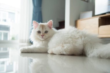 Yuvarlanan ve uyuyan bir bebek kedi.