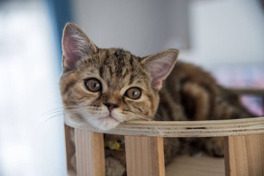 Yuvarlanan ve uyuyan bir bebek kedi.