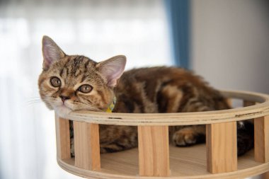 Yuvarlanan ve uyuyan bir bebek kedi.