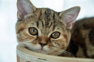 Yuvarlanan ve uyuyan bir bebek kedi.