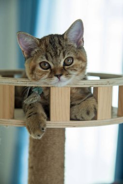 Beyaz ve gri uzun saçlı bir kedi ahşap zeminde yuvarlanıyor..