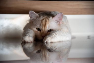 Beyaz ve gri uzun saçlı bir kedi ahşap zeminde yuvarlanıyor..