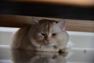 Beyaz ve gri uzun saçlı bir kedi ahşap zeminde yuvarlanıyor..