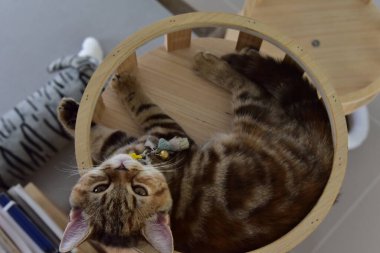 Beyaz ve gri uzun saçlı bir kedi ahşap zeminde yuvarlanıyor..