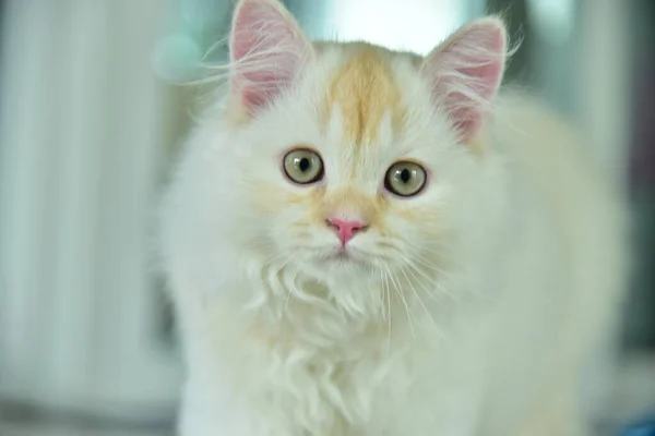 Yuvarlanan ve uyuyan bir bebek kedi.