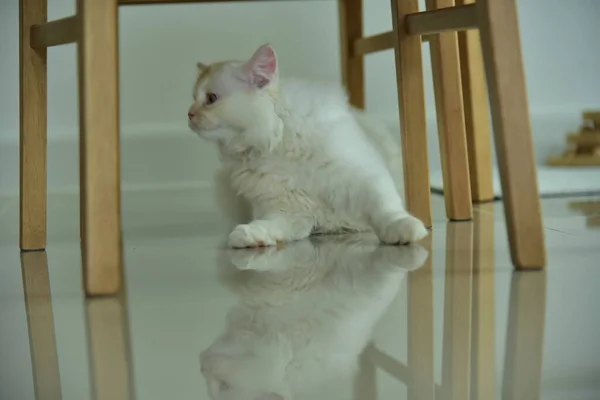 Yuvarlanan ve uyuyan bir bebek kedi.