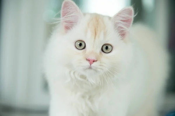 Yuvarlanan ve uyuyan bir bebek kedi.