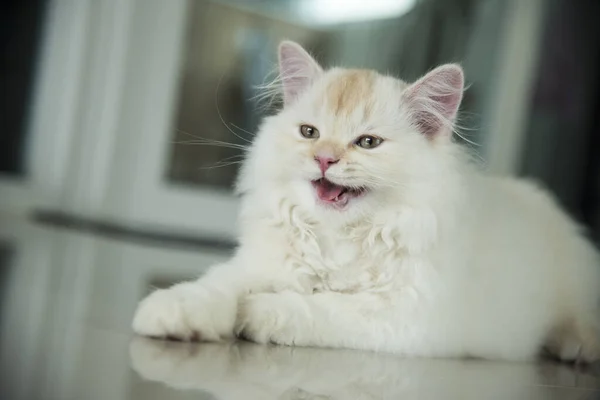 Yuvarlanan ve uyuyan bir bebek kedi.